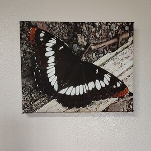 Butterfly Canvas Wall Art 11 X 14 Inches Wrap Around Design